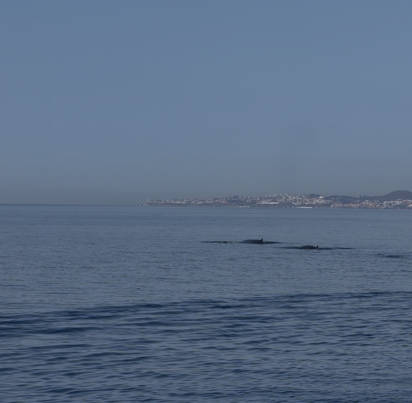 Delfinsafari på Costa del Sol – en opplevelse du sent vil glemme – 28