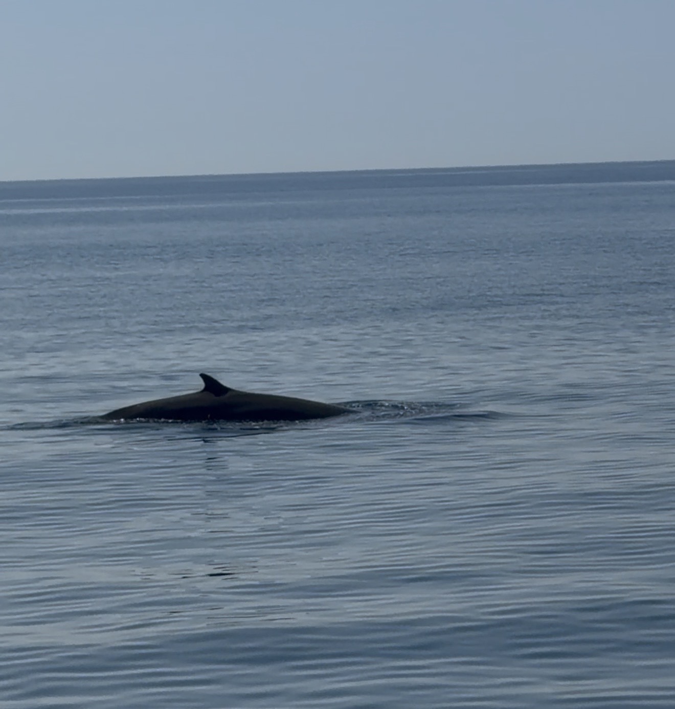 Hvaler, strandbursdag og ny frisør 🐋✨