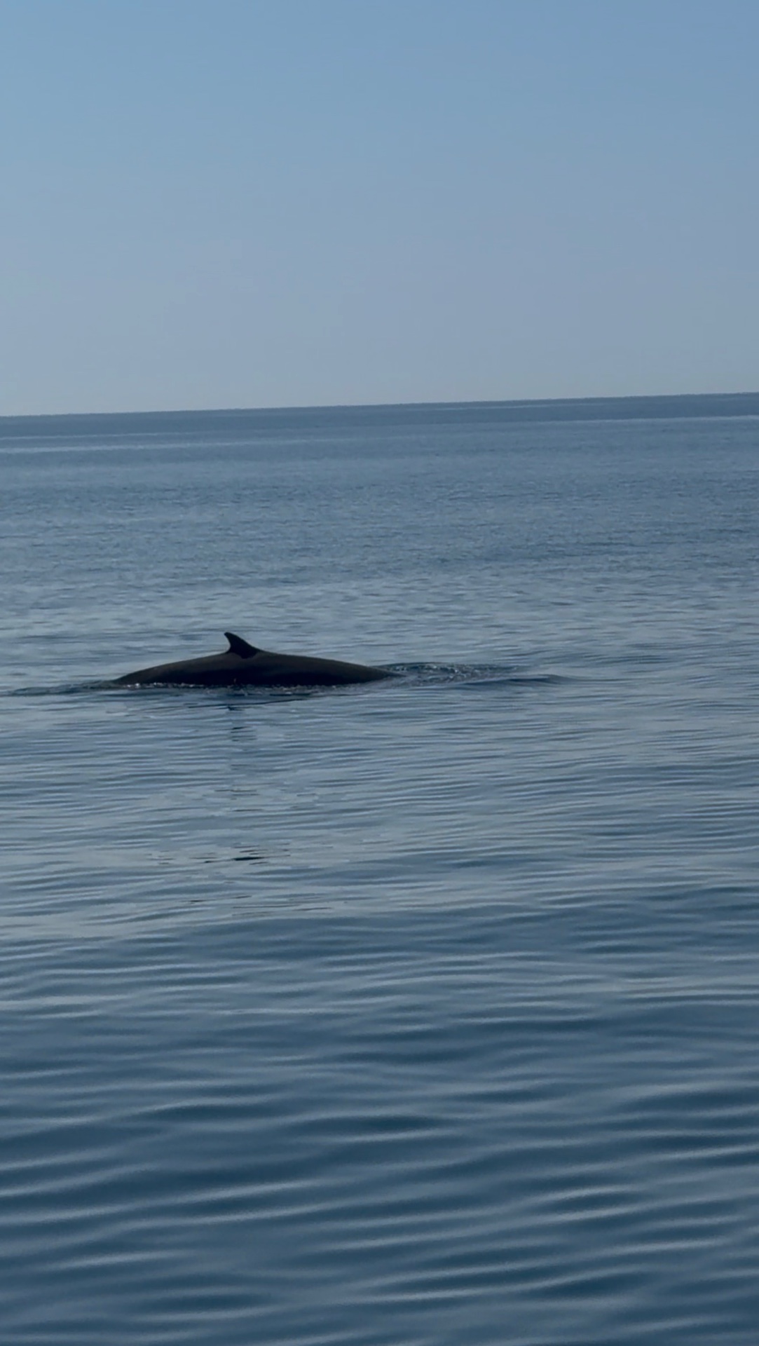 Hvaler, strandbursdag og ny frisør 🐋✨
